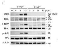 IRF-3 Polyclonal Antibody