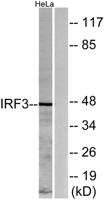 IRF-3 Polyclonal Antibody