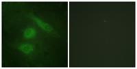 IRF-3 Polyclonal Antibody