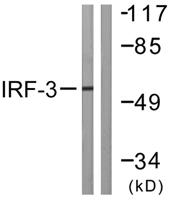 IRF-3 Polyclonal Antibody