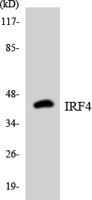 IRF-4 Polyclonal Antibody