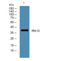 IRK13 Polyclonal Antibody