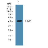 IRK14 Polyclonal Antibody