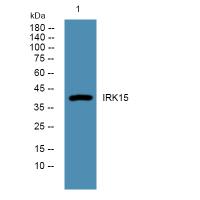 IRK15 Polyclonal Antibody