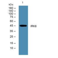 IRK8 Polyclonal Antibody