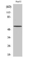 IRTKS Polyclonal Antibody