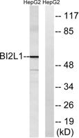 IRTKS Polyclonal Antibody