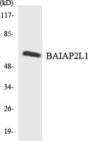IRTKS Polyclonal Antibody