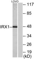 IRX1 Polyclonal Antibody