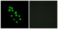 IRX2 Polyclonal Antibody