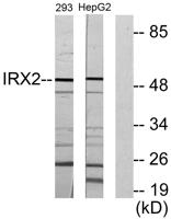 IRX2 Polyclonal Antibody