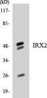 IRX2 Polyclonal Antibody