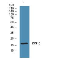 ISG15 Polyclonal Antibody