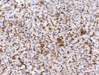 ISG15 Polyclonal Antibody