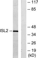 Islet-2 Polyclonal Antibody