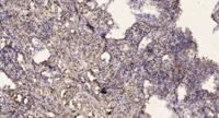 Islet-2 Polyclonal Antibody