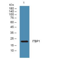 ITBP1 Polyclonal Antibody