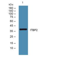 ITBP2 Polyclonal Antibody