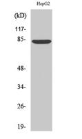 ABCB7 Polyclonal Antibody