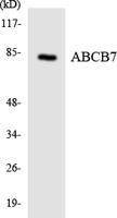 ABCB7 Polyclonal Antibody