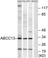 ABCC13 Polyclonal Antibody