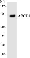 ABCD1 Polyclonal Antibody
