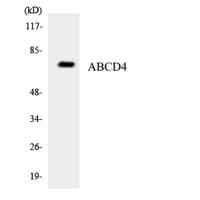 ABCD4 Polyclonal Antibody