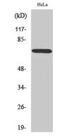 ABCF2 Polyclonal Antibody