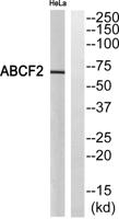 ABCF2 Polyclonal Antibody
