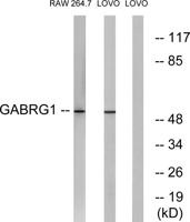 GABAA Rγ1 Polyclonal Antibody