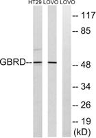 GABAA Rδ Polyclonal Antibody