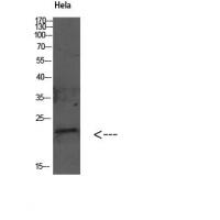 GABARAP Polyclonal Antibody
