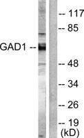 GAD-65/67 Polyclonal Antibody