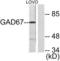 GAD67 Polyclonal Antibody
