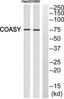 GADD 45γ Polyclonal Antibody