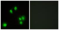 GADD 45γ Polyclonal Antibody