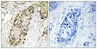 GADD 45γ Polyclonal Antibody