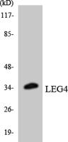 GADD 45γ Polyclonal Antibody