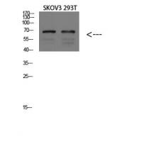 GADD34 Polyclonal Antibody