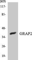 Gads Polyclonal Antibody