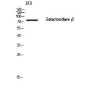 Galactosidase β Polyclonal Antibody