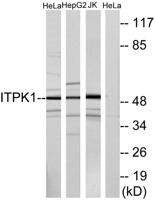 ITPK1 Polyclonal Antibody