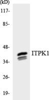 ITPK1 Polyclonal Antibody
