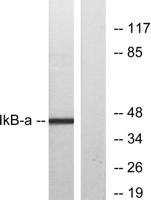 IκB-α Polyclonal Antibody