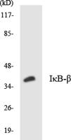 IκB-β Polyclonal Antibody