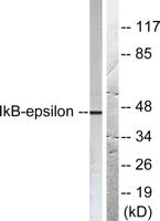 IκB-ε Polyclonal Antibody