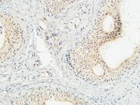 JAB1 Polyclonal Antibody