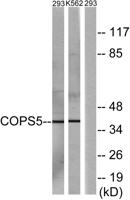 JAB1 Polyclonal Antibody