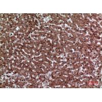 JAM-A Polyclonal Antibody
