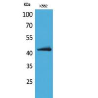 JAM-B Polyclonal Antibody